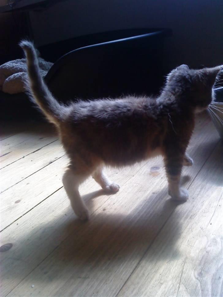 Blanding af racer tigerlilly  r.i.p billede 13