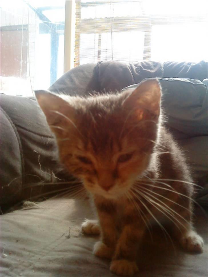 Blanding af racer tigerlilly  r.i.p billede 14