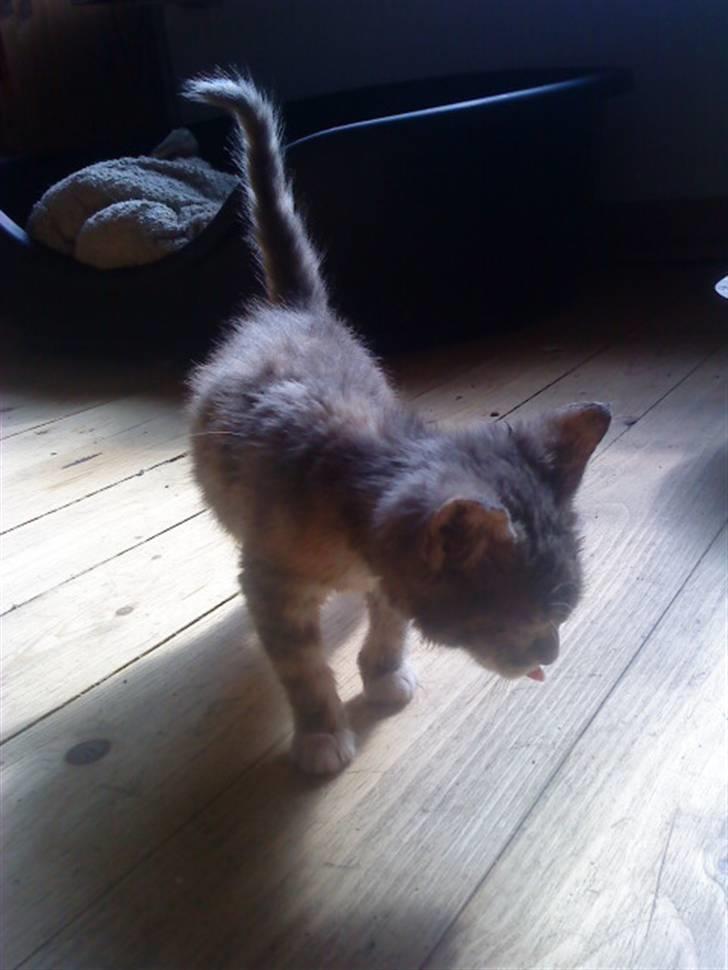 Blanding af racer tigerlilly  r.i.p billede 15