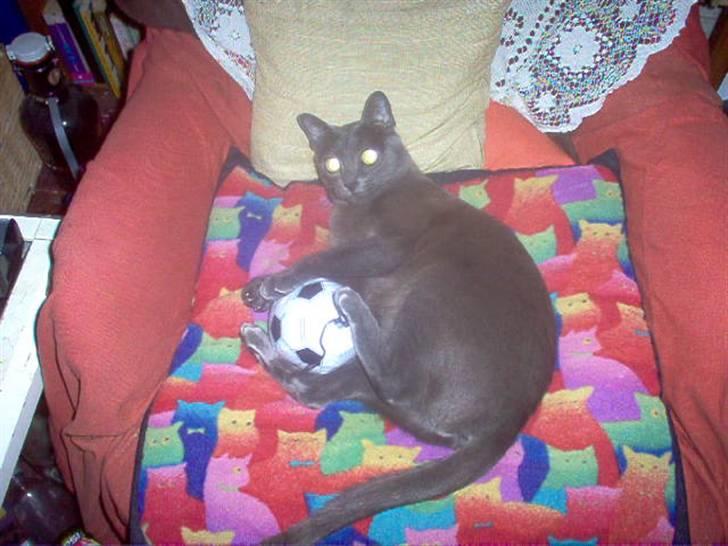 Korat Tao billede 10