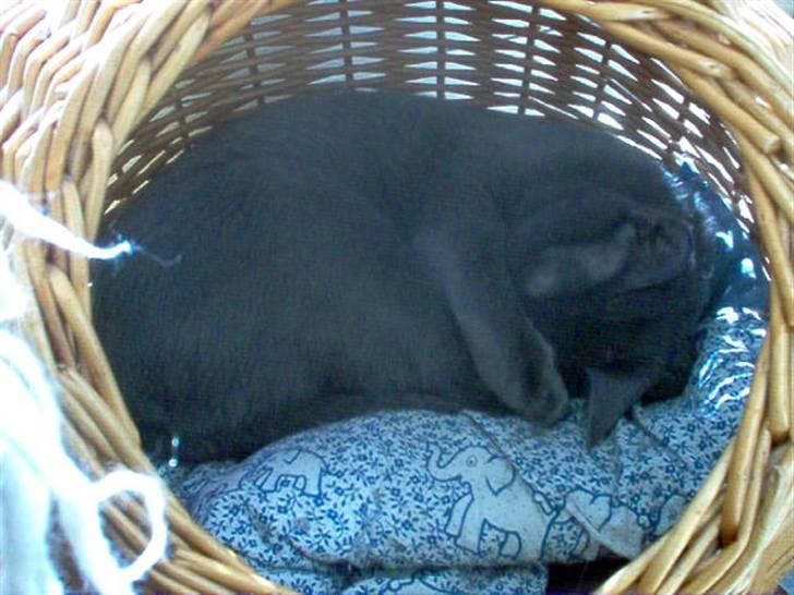 Korat Tao billede 11