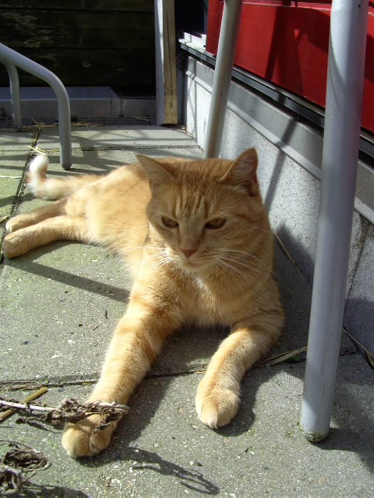 Blanding af racer Missen billede 1