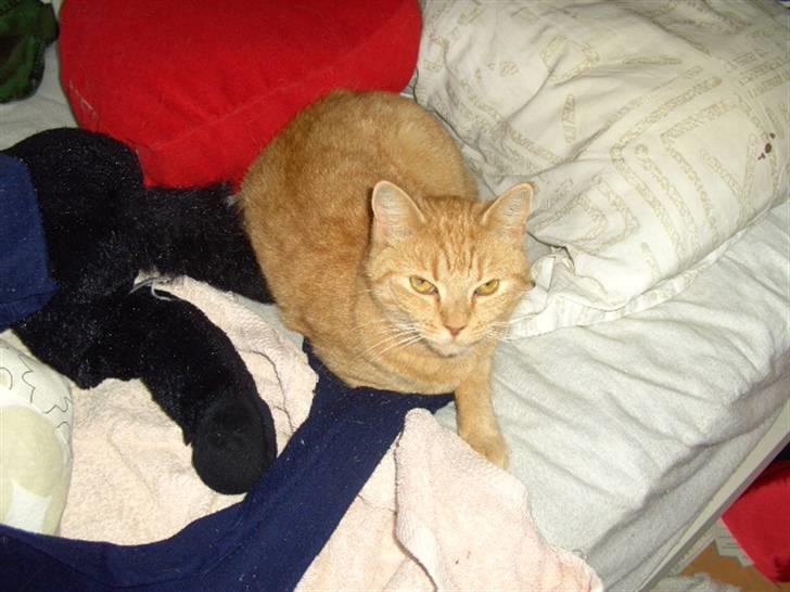 Blanding af racer Missen billede 2