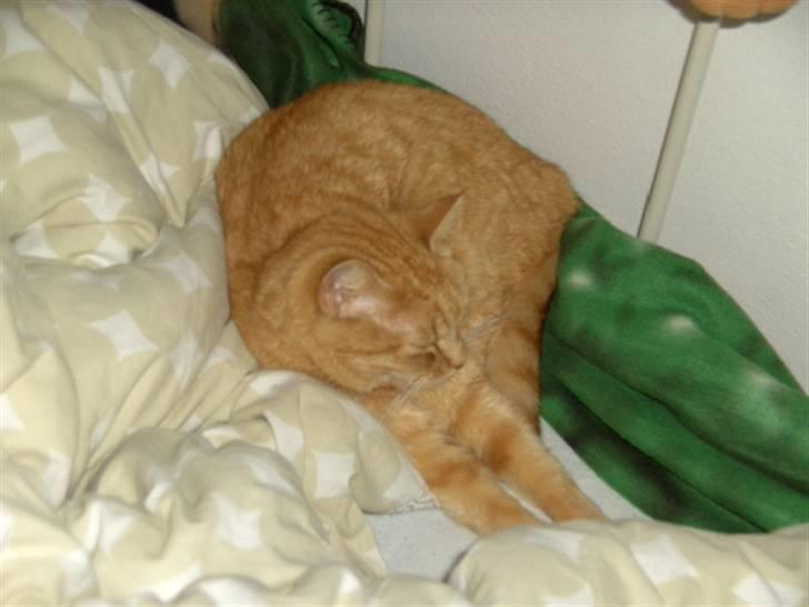 Blanding af racer Missen billede 3