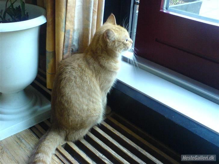 Blanding af racer Missen billede 4