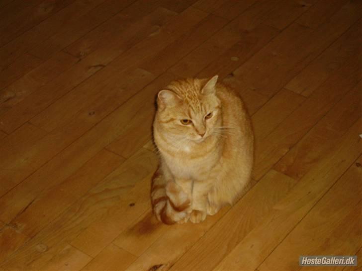 Blanding af racer Missen billede 5