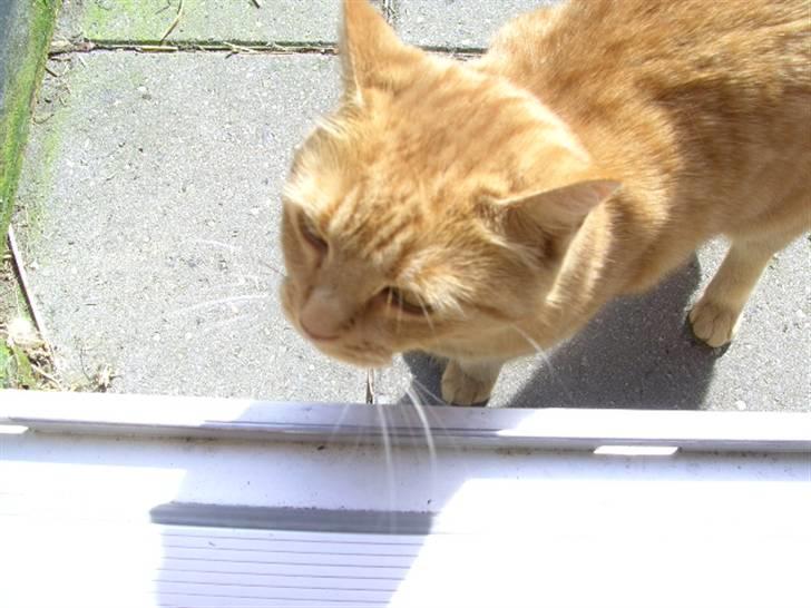 Blanding af racer Missen billede 6