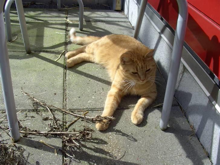 Blanding af racer Missen billede 7