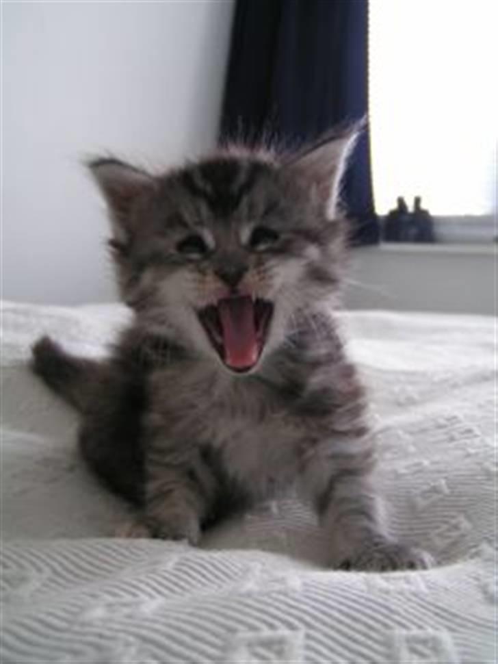 Maine Coon Betty Blue - Sille billede 1