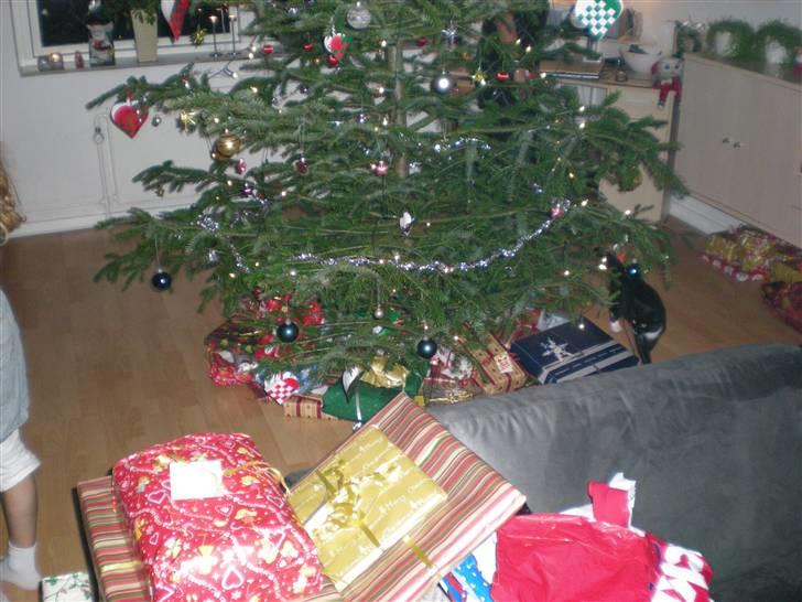 Blanding af racer isabella | d, 3/2-2008 - hendens sidet jul:D  billede 13