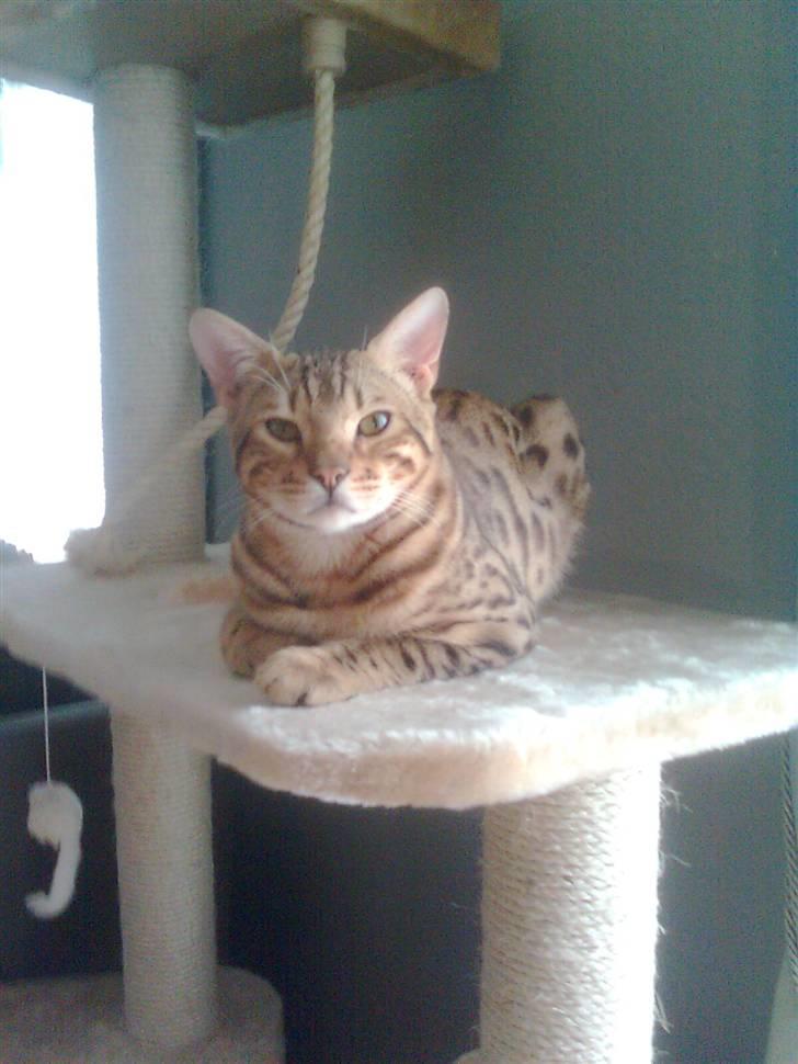 Bengal               Anubis billede 6