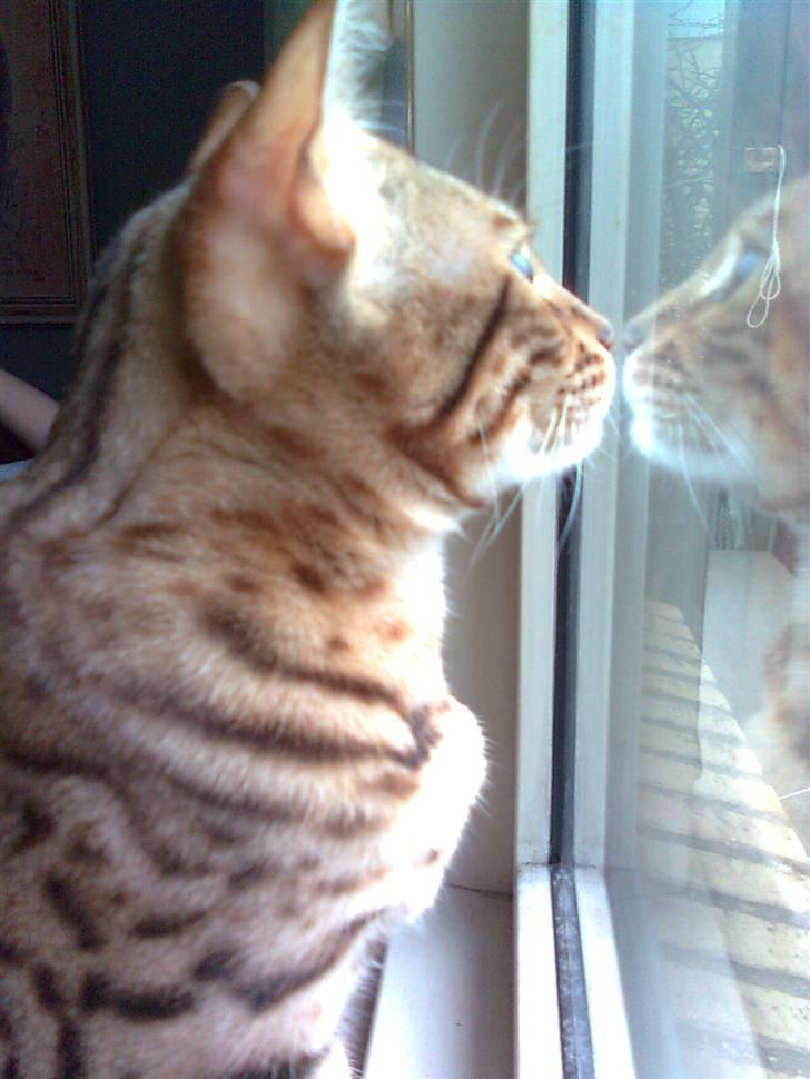 Bengal               Anubis billede 7