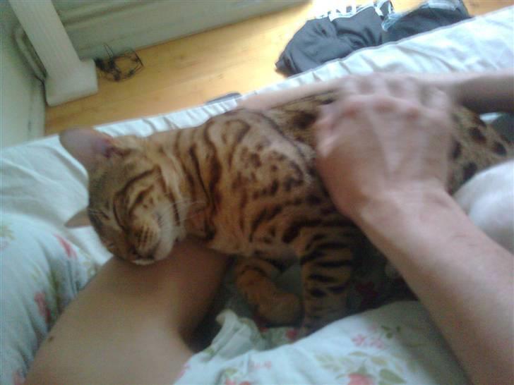 Bengal               Anubis billede 8