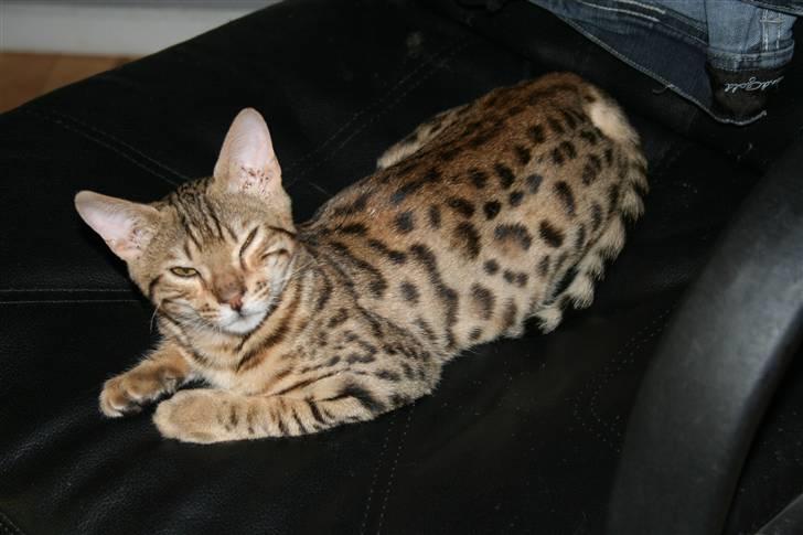 Bengal               Anubis billede 9