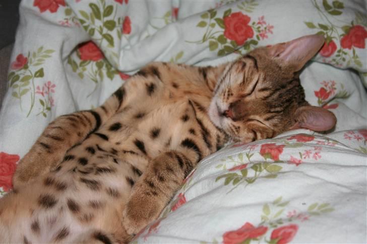 Bengal               Anubis billede 10