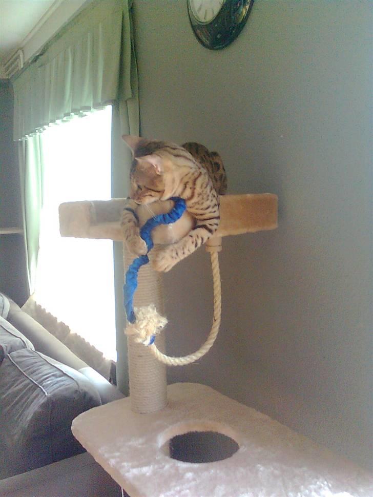 Bengal               Anubis billede 11