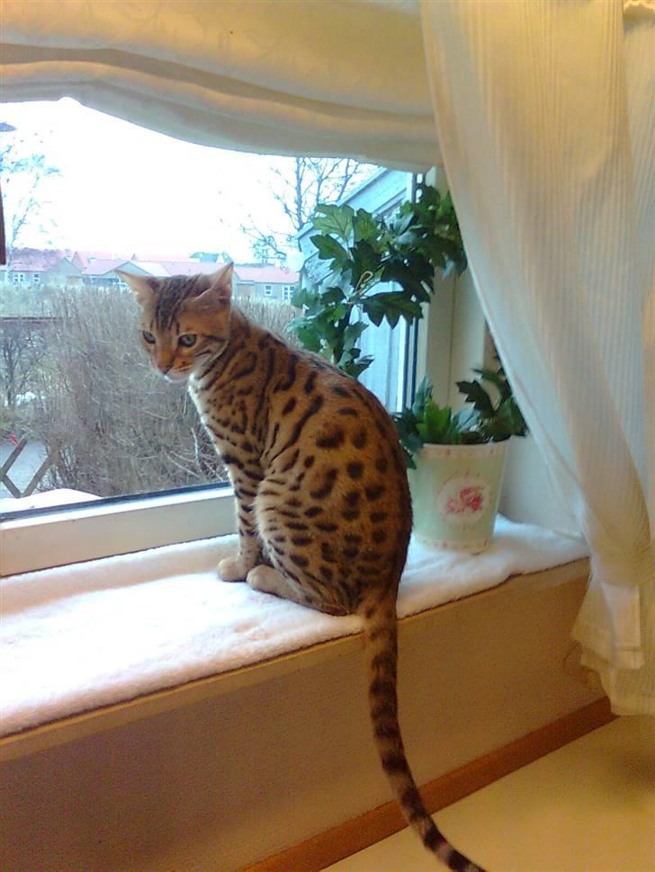 Bengal               Anubis billede 12