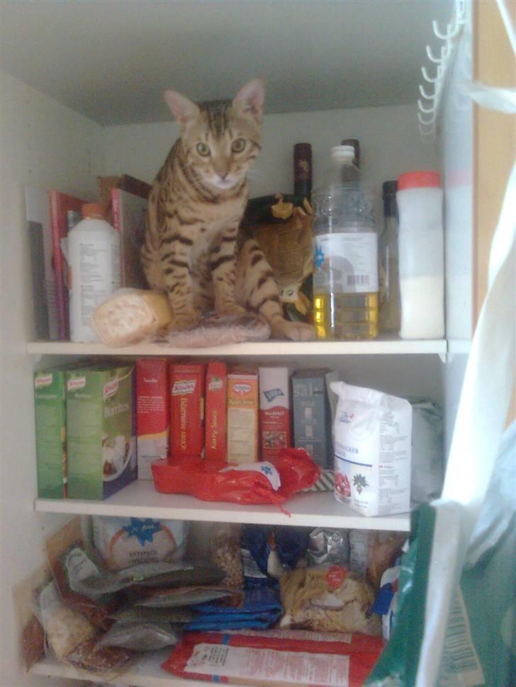 Bengal               Anubis billede 13