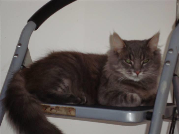 Blanding af racer tumle billede 1