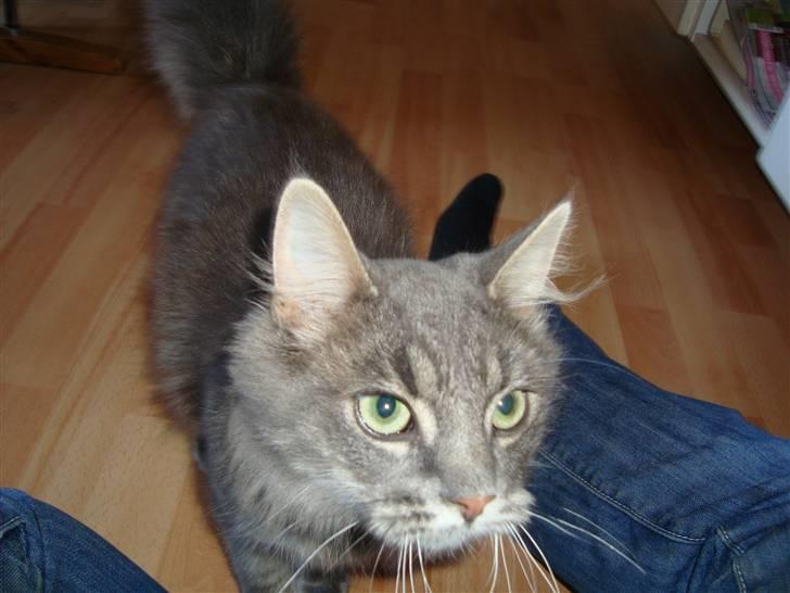 Blanding af racer tumle billede 2