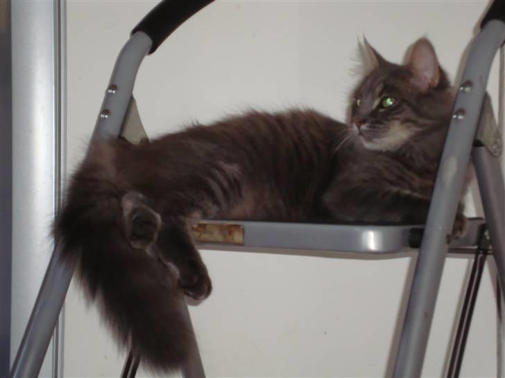 Blanding af racer tumle billede 3