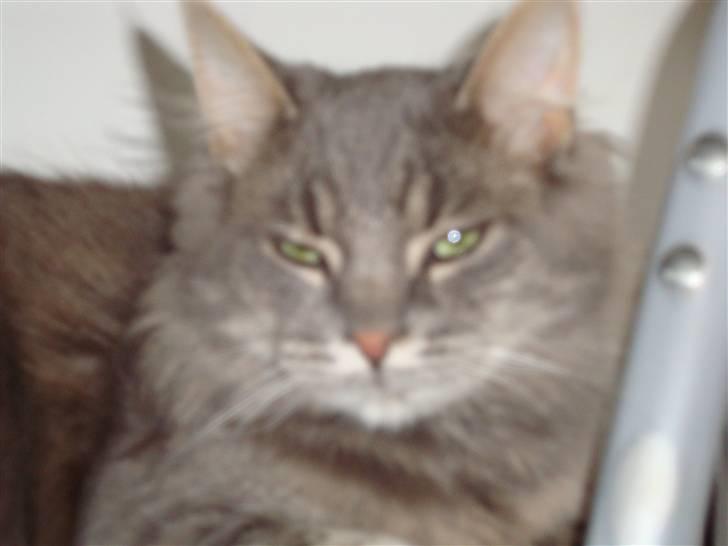 Blanding af racer tumle billede 4