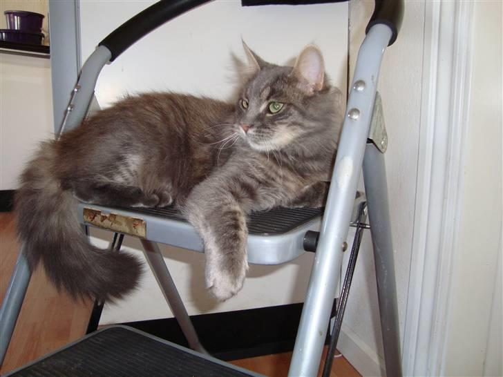 Blanding af racer tumle billede 5