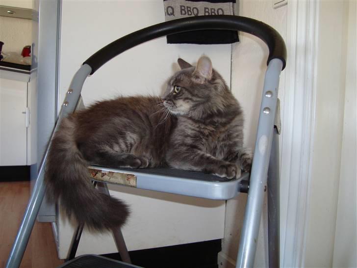 Blanding af racer tumle billede 6