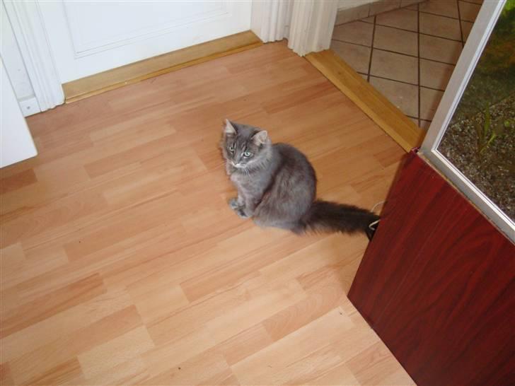 Blanding af racer tumle billede 7