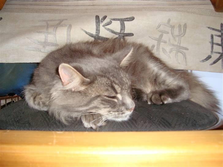 Blanding af racer tumle billede 8