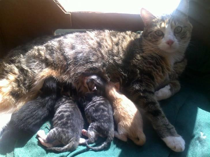 Huskat lilo - nu med killinger billede 14