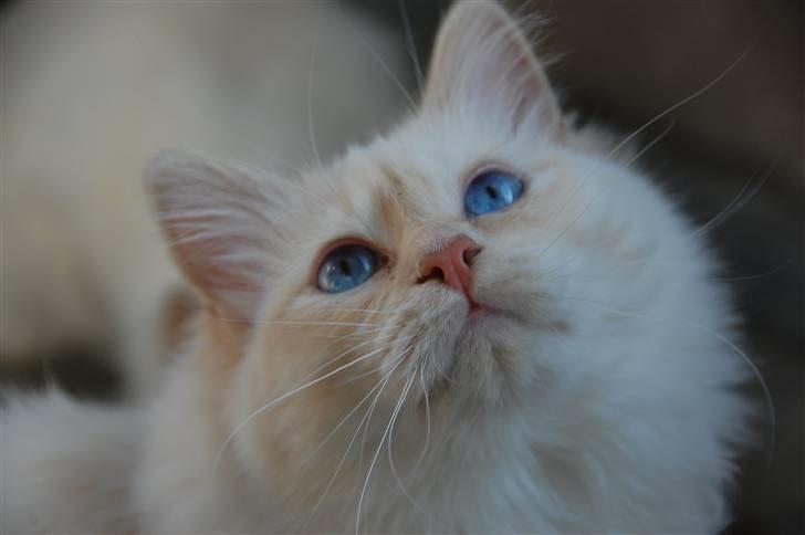 Hellig Birma CH. Sølverlad's Caspian - Se mine smukke blå øjne ;) billede 6