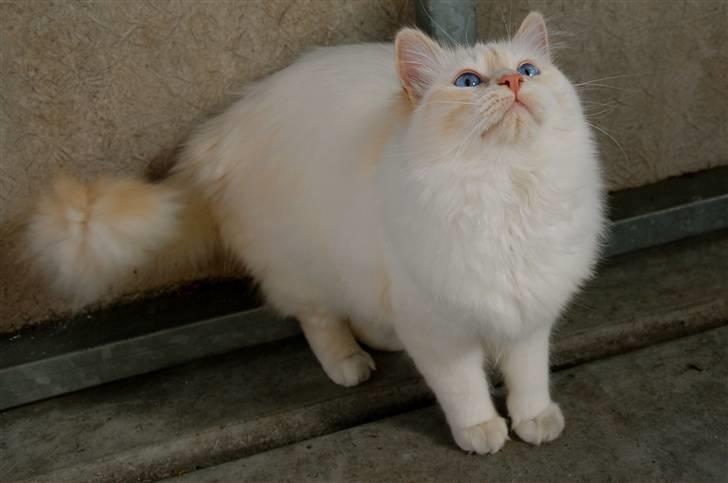 Hellig Birma CH. Sølverlad's Caspian - Ja vi har så helt selv fundet en ny race "bimse nu med sorte poter". Hehe.... Katten er bare beskidt. billede 7