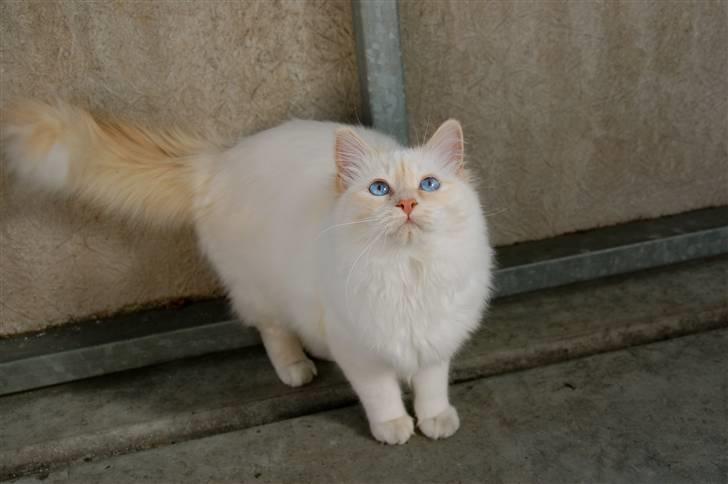 Hellig Birma CH. Sølverlad's Caspian - Ja vi har så helt selv fundet en ny race "bimse nu med sorte poter". Hehe.... Katten er bare beskidt. billede 8