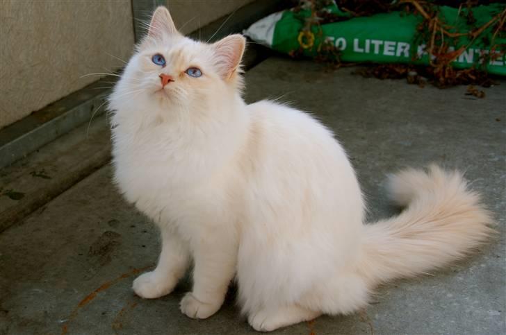 Hellig Birma CH. Sølverlad's Caspian - Ja vi har så helt selv fundet en ny race "bimse nu med sorte poter". Hehe.... Katten er bare beskidt. billede 9