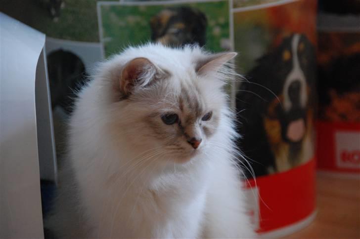 Hellig Birma Von Frey's Queenie billede 8