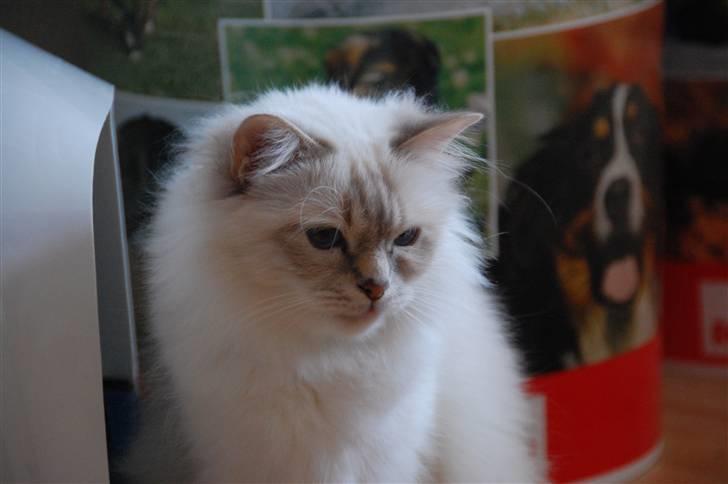 Hellig Birma Von Frey's Queenie billede 9