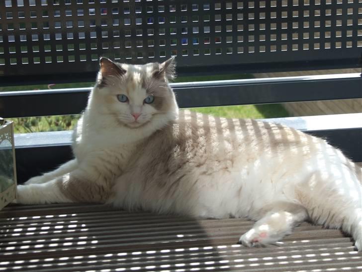 Ragdoll SP. Wrendsted Celinea DSM billede 12