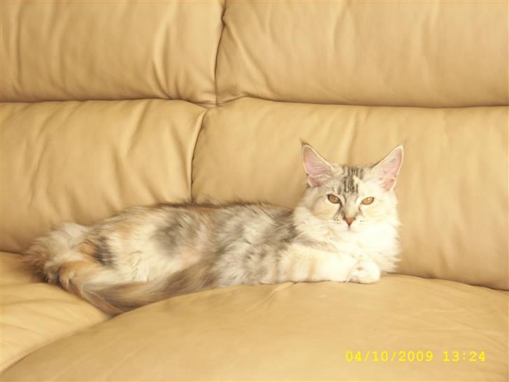 Maine Coon Toffie( Millemus) billede 10