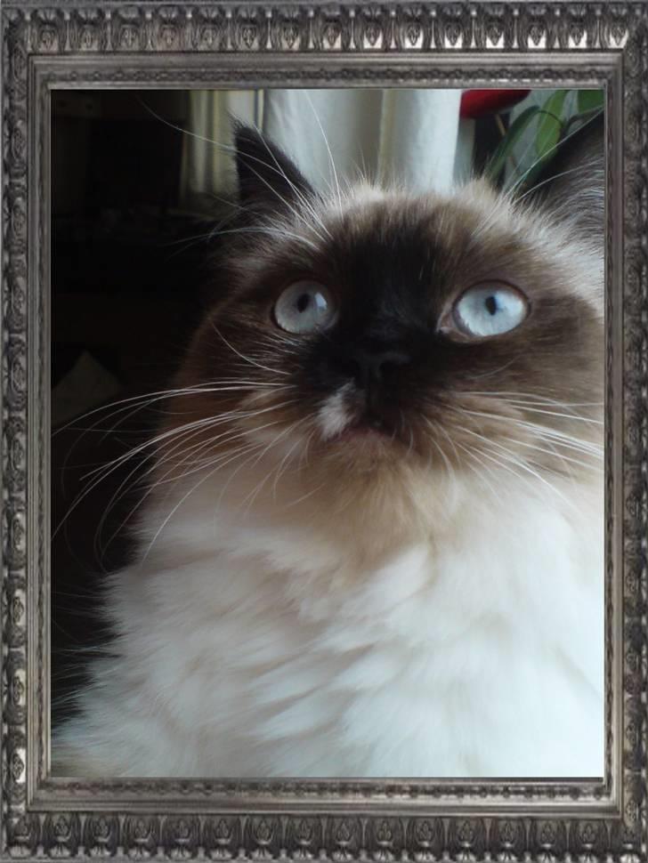 Colorpoint Fenja - 5 mdr gammel billede 1