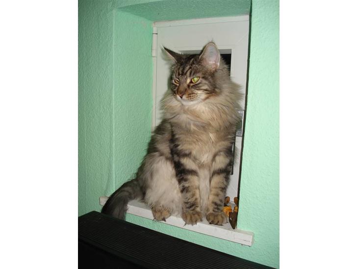 Maine Coon Diego - En rigtig lille bandit... billede 1