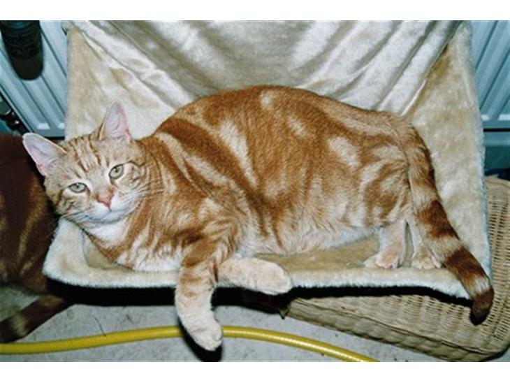 Europé CH DK Rothes Charming Sig - CH DK Rothes Charming Sigyn ( Cinderella ) 2006. billede 1