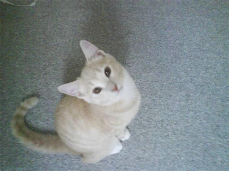 {{currentPhoto.altText}} billede {{currentPhoto.number}}