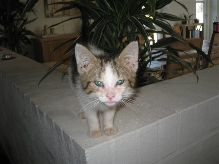 {{currentPhoto.altText}} billede {{currentPhoto.number}}