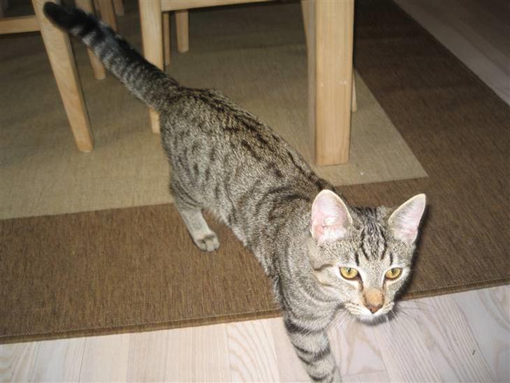 {{currentPhoto.altText}} billede {{currentPhoto.number}}