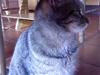 Huskat Kitty<333