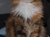 Maine Coon Villa Park´s Lastrada