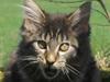 Maine Coon Miss Dee Obami