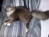 Maine Coon Timo