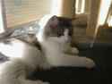 Norsk Skovkat Dk White Sock´s Sif